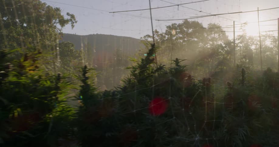 The crops are lined with fences on the farm