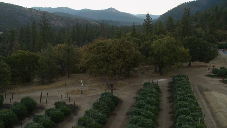 Someone is growing plants in the middle of the woods