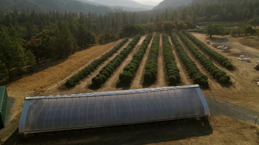 Crops are growing on a farm during the day