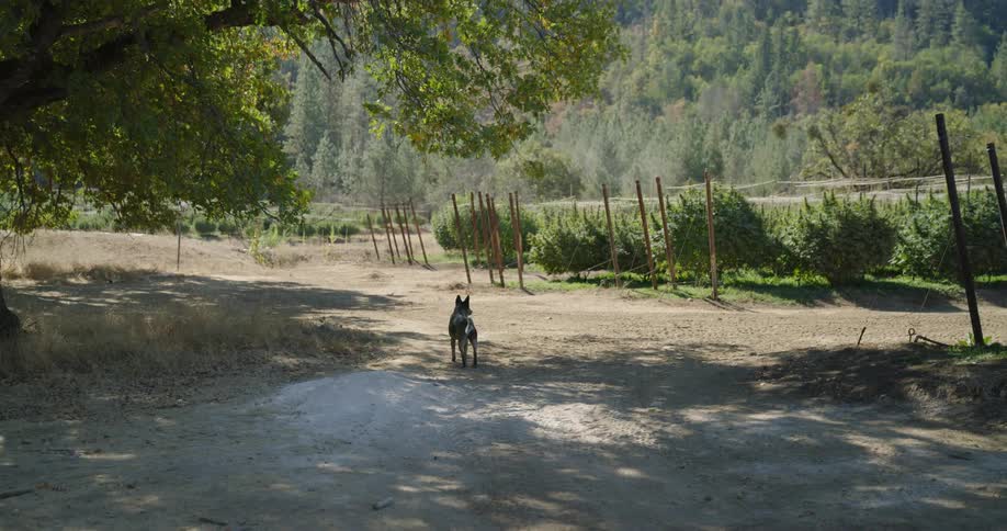 A dog walks on a farm