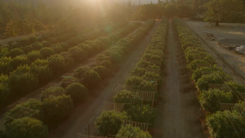 A farmer works on a farm with rows of trees with mountains and the sun setting in the sky