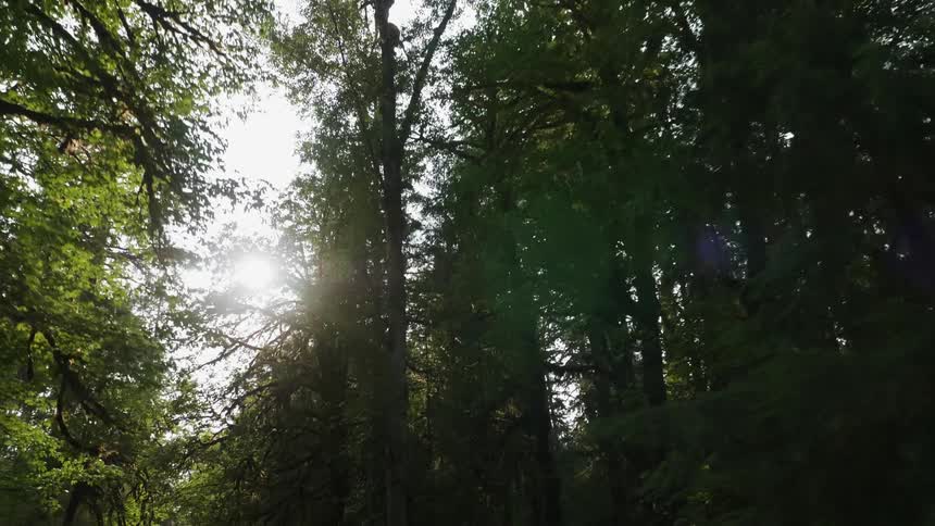 Sunlight is shining down on a forest of trees