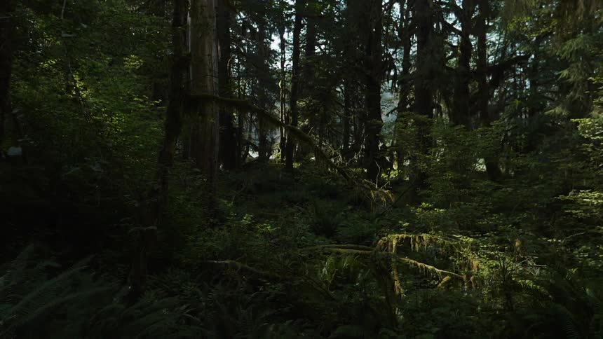 The sun is casting shadows and light on a forest during the day