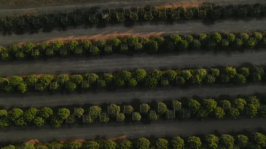 Plants grow in rows on a farm