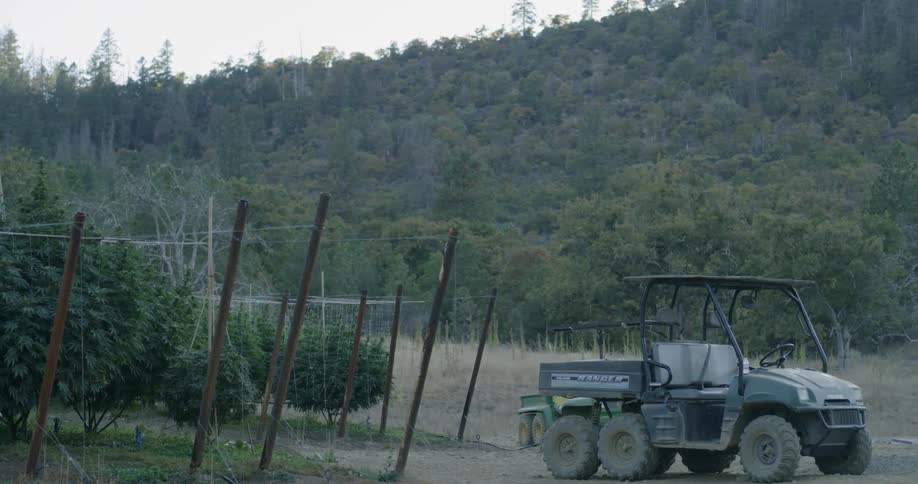 Cannabis plants are growing in a farm during the day