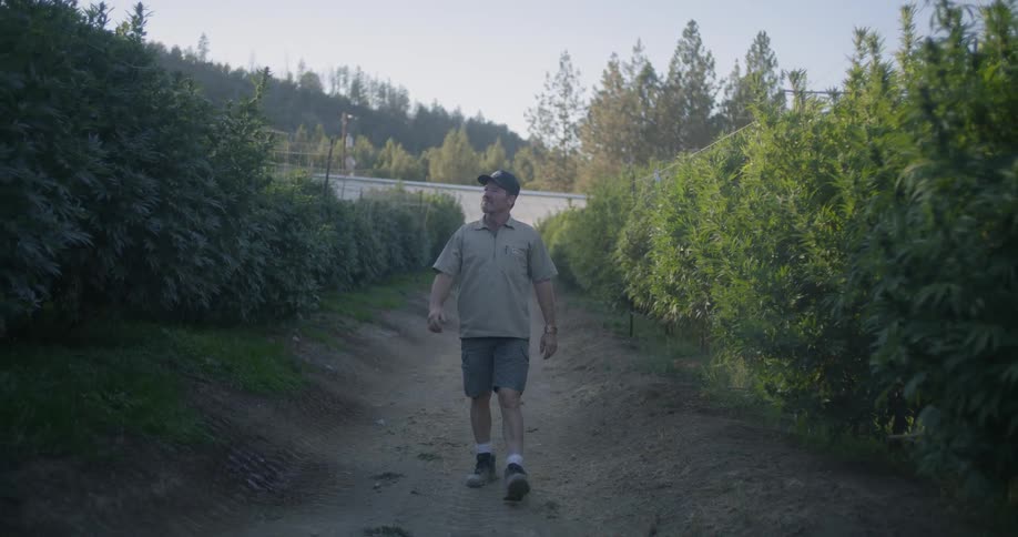 Man walks through an orchard as he looks around