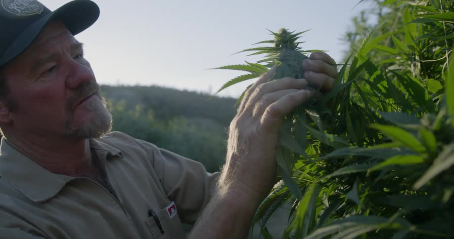 Man is examining the bud on a cannabis plant