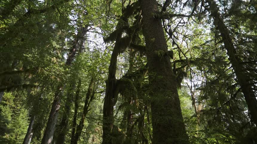 Trees stand tall in a forest
