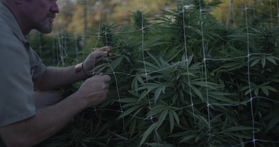 A man pulls some crops behind the fence to examine them