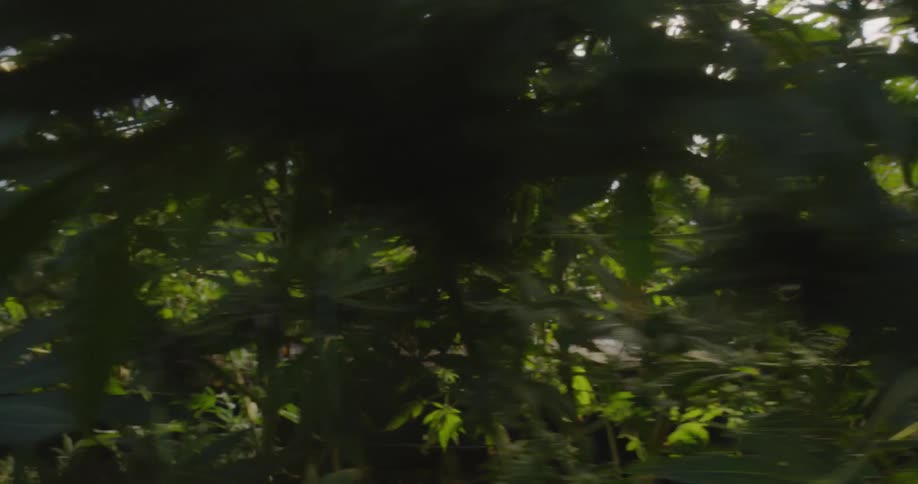 The field is covered with tall branches and leaves