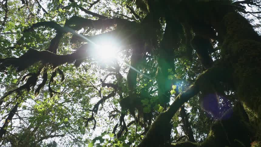 Sunlight shines through tree branches