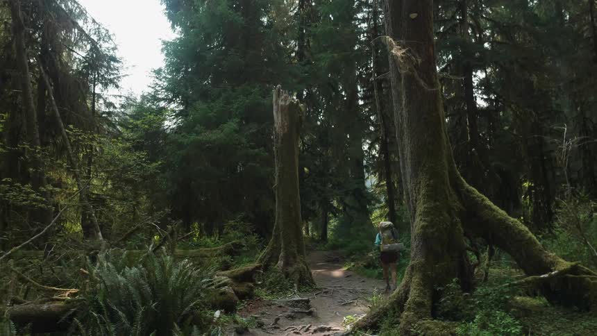 A person is hiking on a dirt trail in a forest during the day