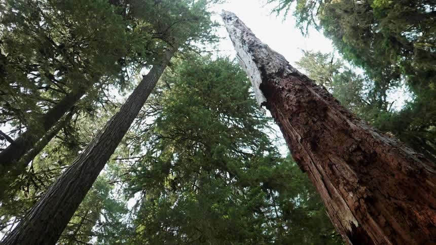 The single tree is stripped of branches in the forest