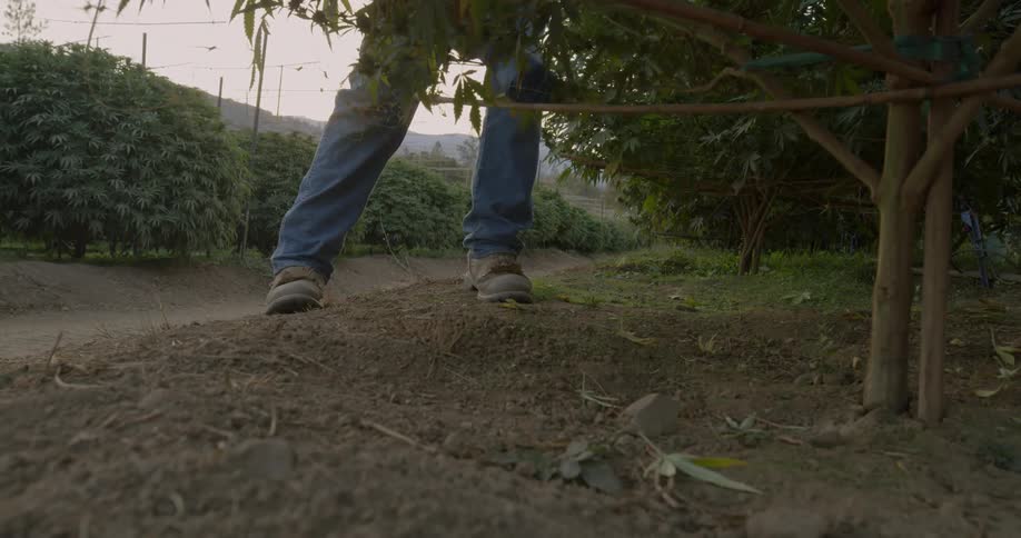 A man is tending to cannabis plants in a farm in daylight