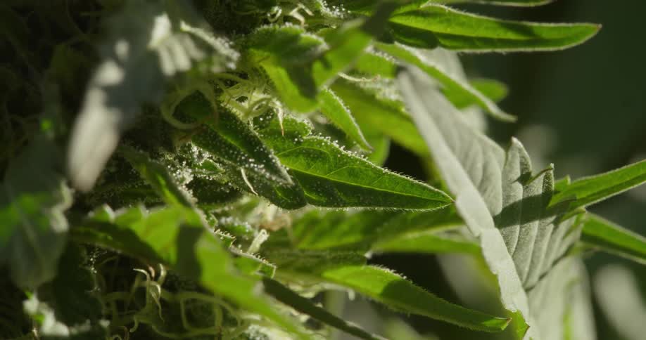 The sun is shining on a cannabis plant in a farm during the day