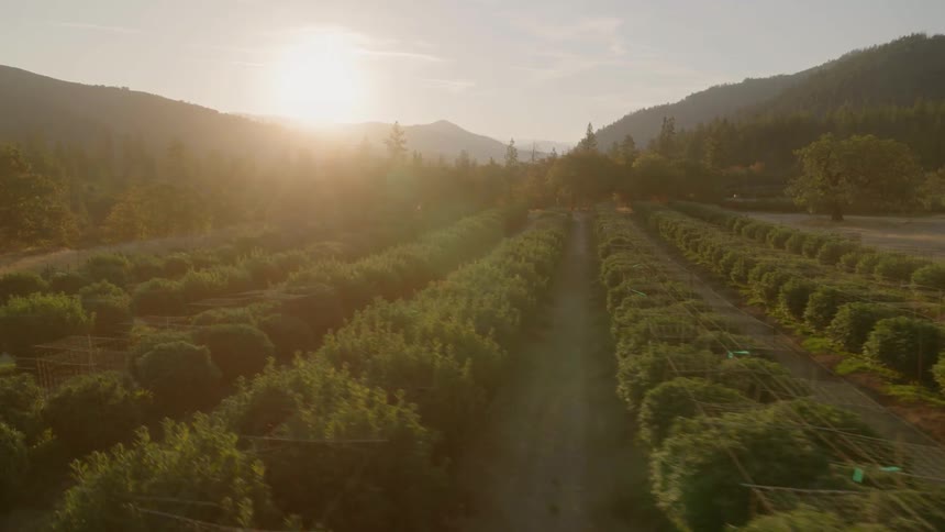 The sun sets over rows of plants on a farm