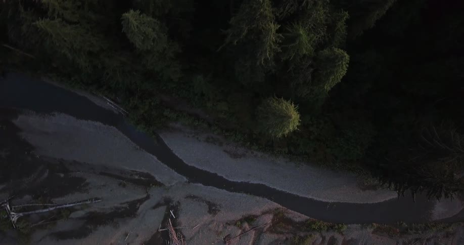Looking straight down on some pine trees growing next to a small stream