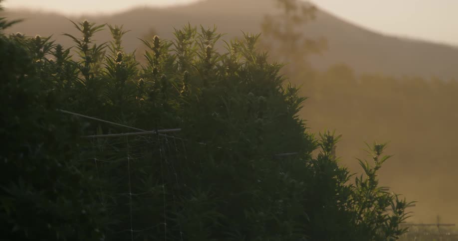 The fog is rolling over the crops at sunset
