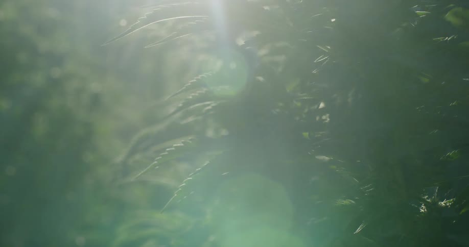 The sun is shining on these green crops