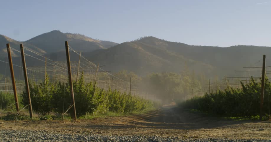 The field is lined with crops and fog