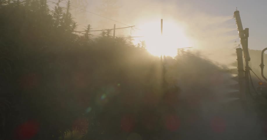 A vehicle sprays covering the crops in a fine mist