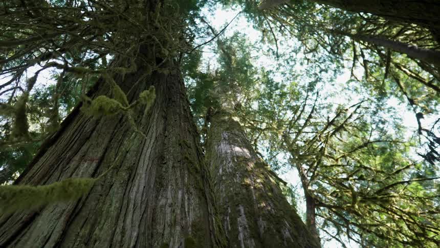 Trees stand tall in a forest
