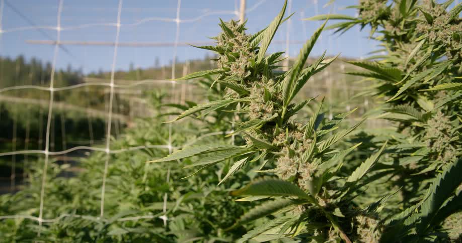 Marijuana plants are viewed close up