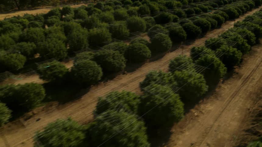 Plants grow in rows on a farm