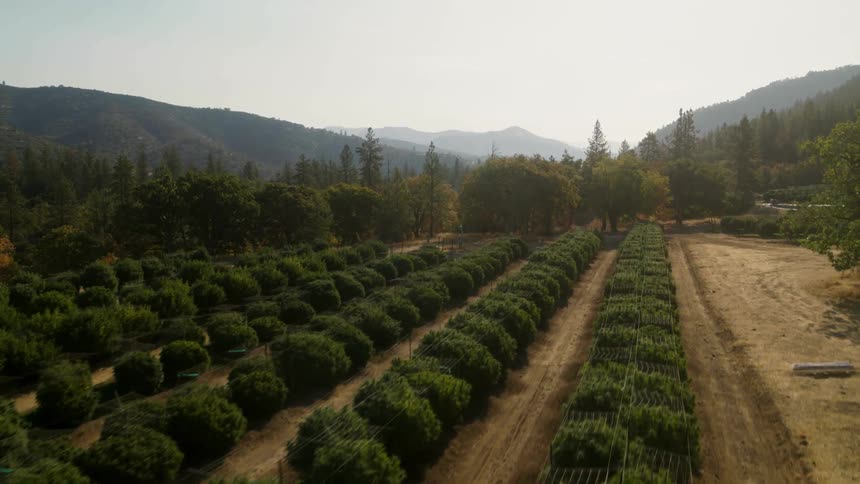 Farm land with tall plants lined up in a row