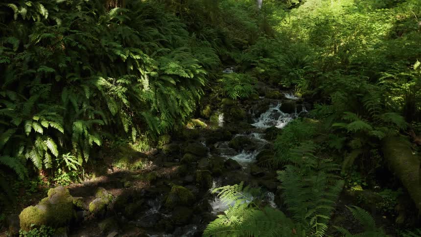 A streaming waterfall flows through a heavily forested and lush green area