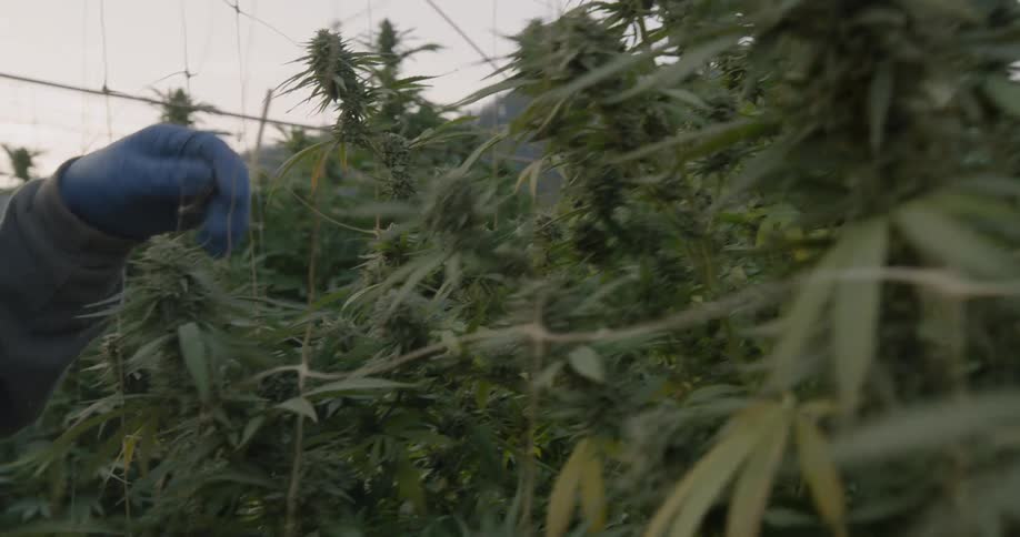 A farm worker picks leaves from a marijuana plant