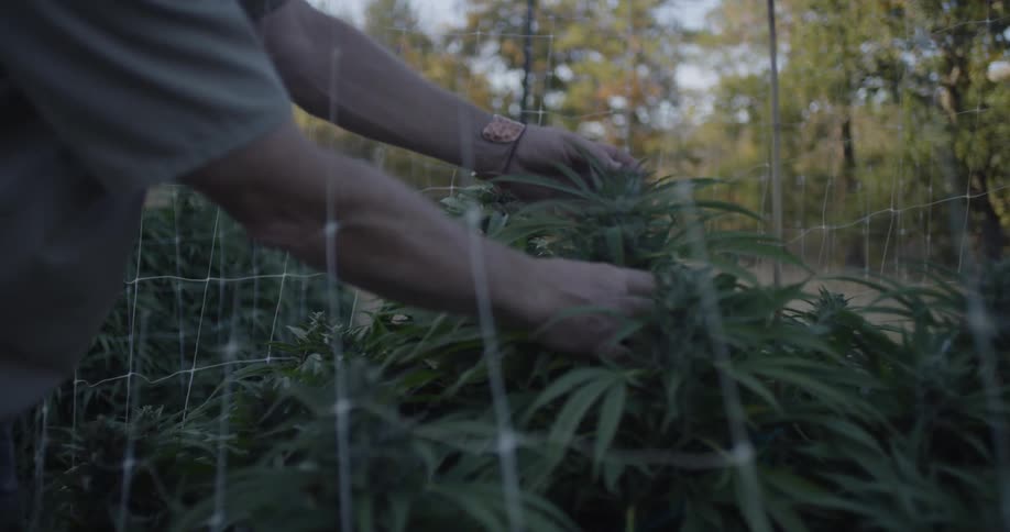 A man checks on marijuana plants on a farm
