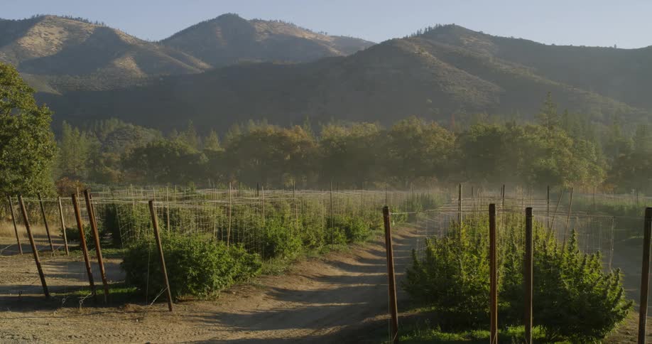 The crops are lined against the small mountains ahead