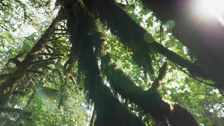Trees stand in a forest