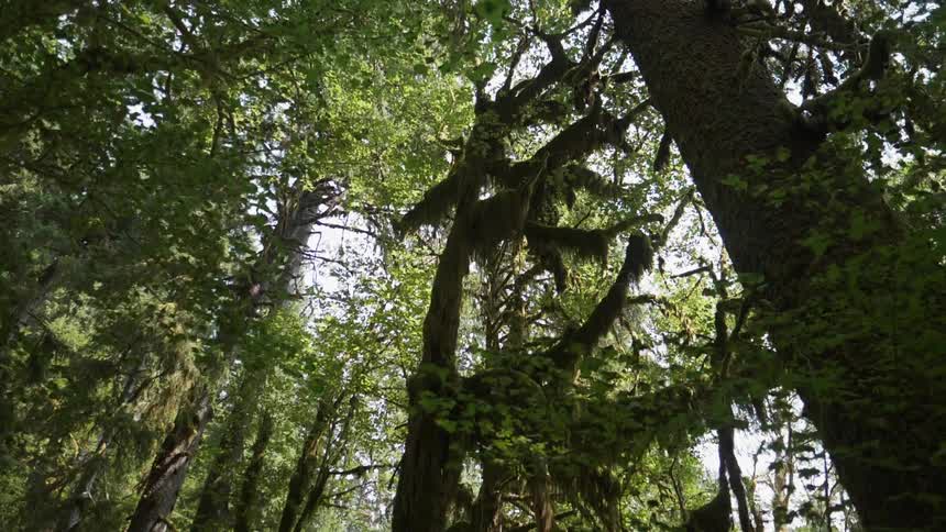 Tall trees tower in the forest