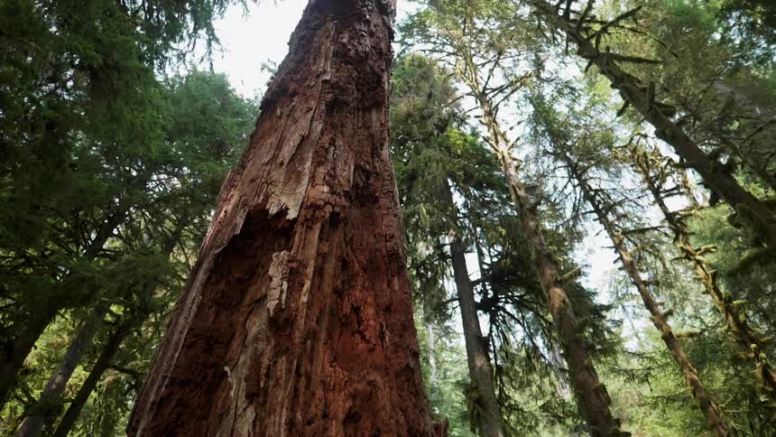 Trees stand tall in a forest