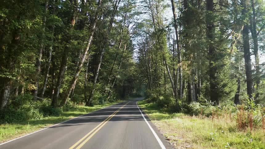 Trees line each side of the narrow road