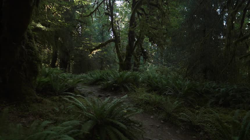 Ferns line a muddy trail in the woods