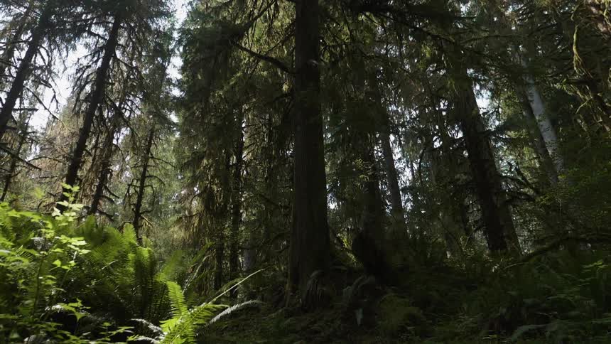 Trees and brush cover the forest