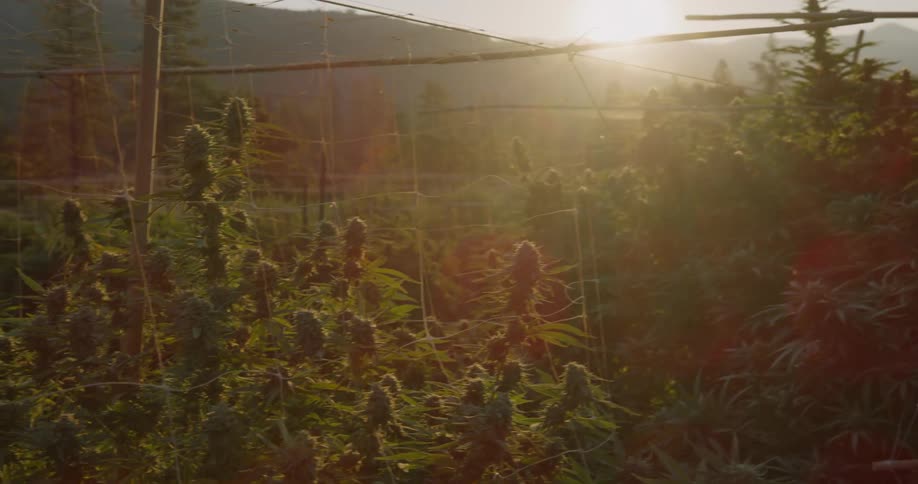Marijuana is growing on a farm