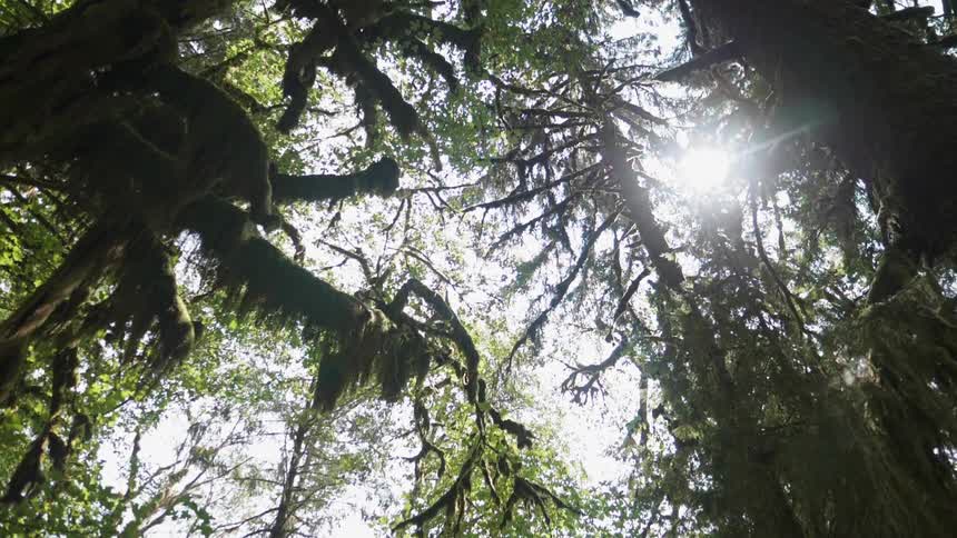 Tall trees tower in the forest
