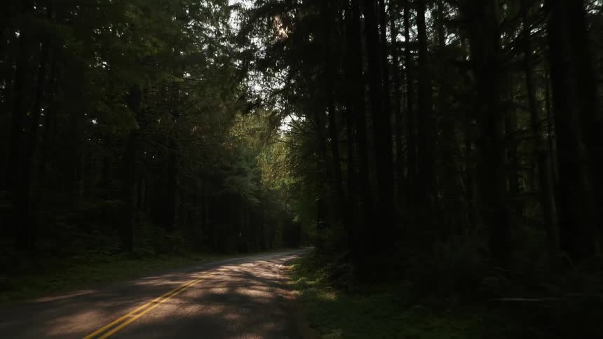 Tall trees line each side of a narrow forest road