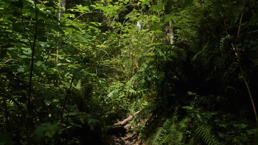 Plants grow in a forest