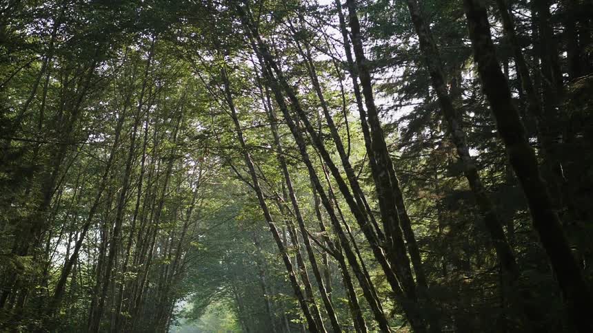 Tall trees tower in the forest over top of a trail