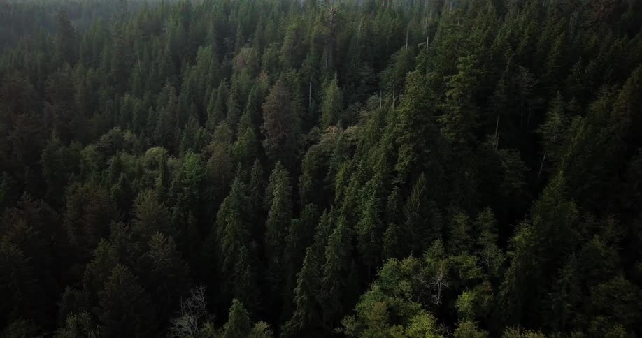 Pine trees grow in a mountain forest