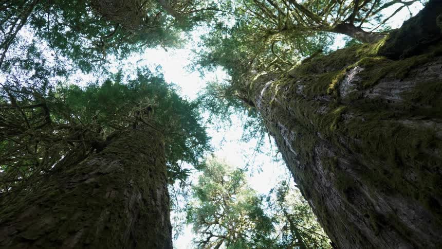 Tall trees tower in the forest