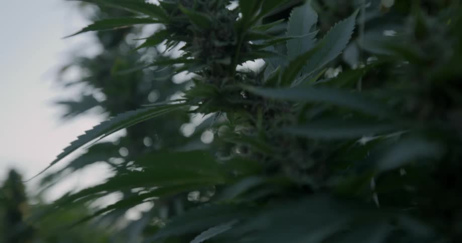 The crops are green and full on a cloudy day