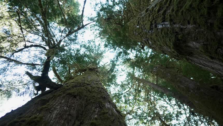 Trees tower overhead in a forest