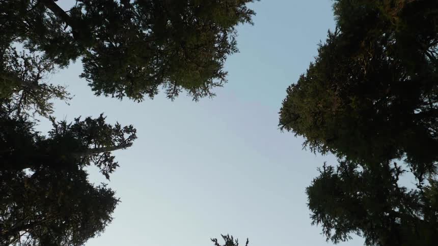 Several very tall trees with dark green leaves against a clear blue sky
