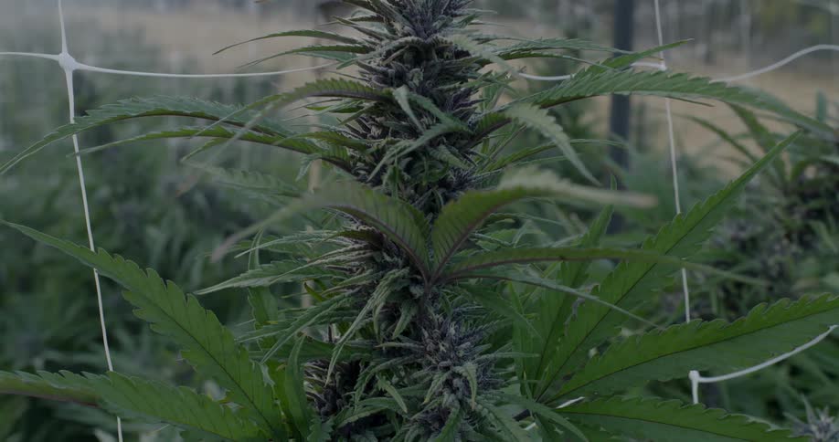 The crop is tall and surrounded by a wire